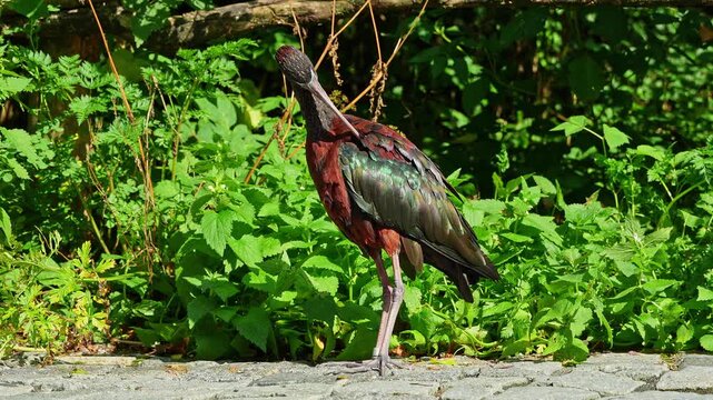 The Glossy ibis, Plegadis falcinellus is a wading bird in the ibis family Threskiornithidae.