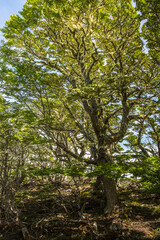Fototapeta premium Evergreen beech forest near foot of Andes mountains, Patagonia, Argentina, South America, chile