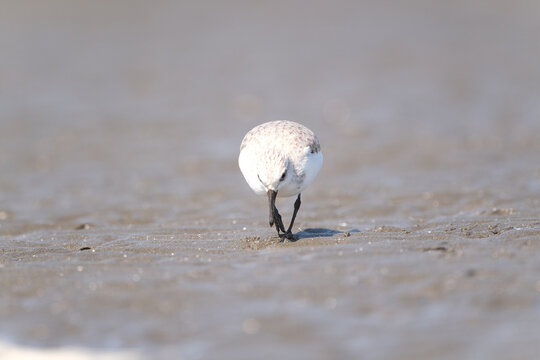 Sanderling probing wet sand for food on a tidal flat