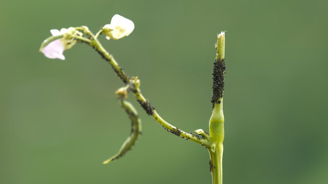 Close-up image of aphid colony on green background.