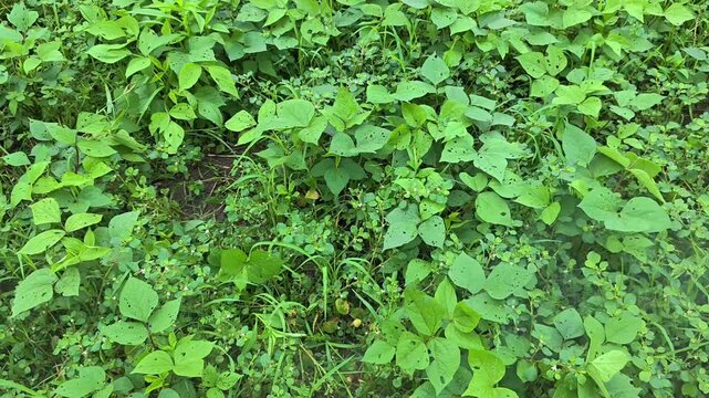 Farmer spraying herbicide to control weeds in a green crop field
