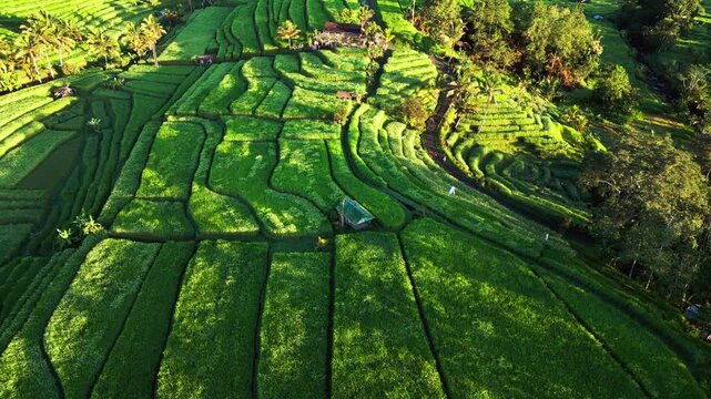 Indonesia rice terraces spread across curved green paddies with coconut palms and a traditional field hut captured in an orbit drone shot over tropical farmland
