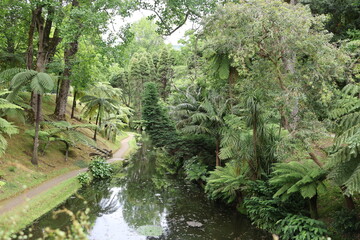 Obraz premium In Terra Nostra Park in Furnas town, Sao Miguel, Azores, Portugal