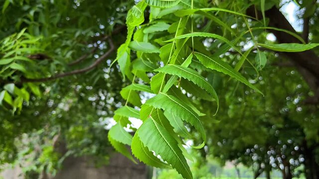 Neem tree with fresh green leaves swaying in the wind