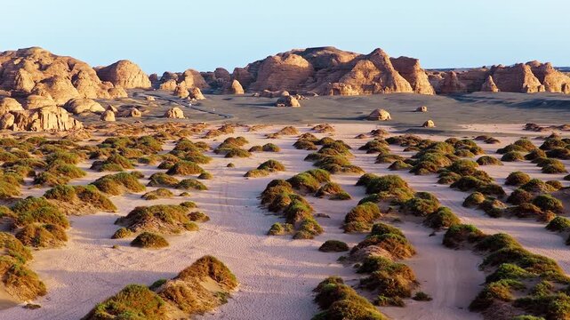 Aerial view of green desert shrubs growing on sandy mounds in the arid yardang landscape of Dahaidao, Xinjiang, China