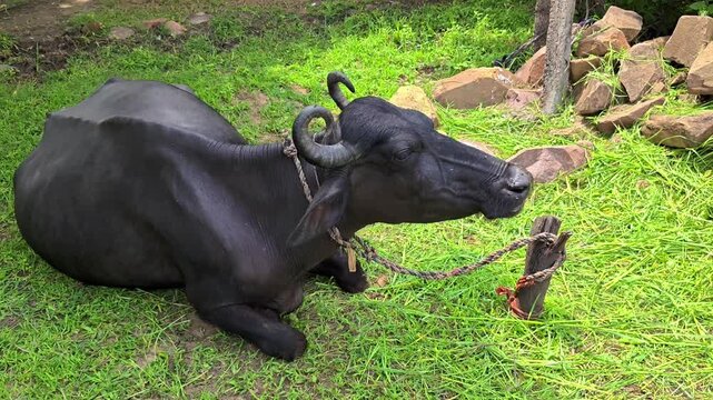 Black domestic water buffalo resting and chewing cud on green grass in rural indian farm