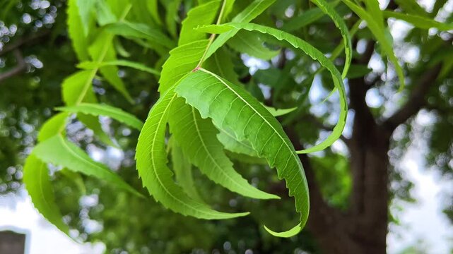 Neem tree with fresh green leaves swaying in the wind