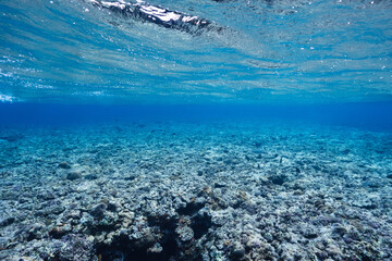 Clear Tropical Seawater Above a Rocky Coral Reef © Satoshi