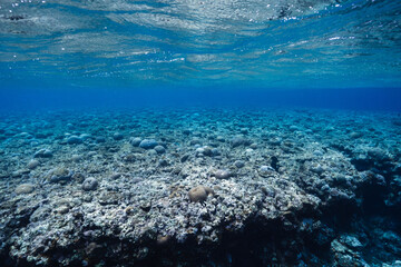 Underwater Coral Reef Landscape in a Tropical Pacific Ocean © Satoshi