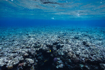Tropical Coral Reef Landscape Beneath the Surface of a Clear Blue Ocean © Satoshi