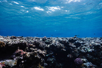 Tropical Coral Reef Underwater with Blue Ocean and Rippling Surface © Satoshi