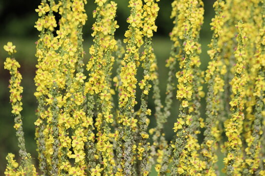 Verbascum phlomoides, commonly called orange mullein or wooly mullein.