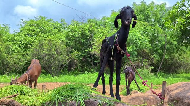 Domestic indian goat grazing green fodder in rural village farm environment