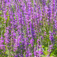 Obraz premium Purple loosestrife flowers blooming in a meadow