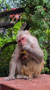 Mother monkey breastfeeding baby primate while eating banana peel