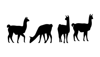 Obraz premium black and white silhouette set of llama very high quality vector illustration.