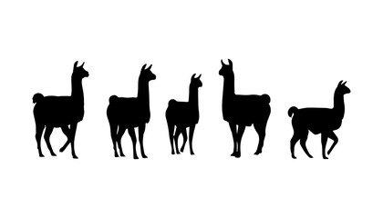 Obraz premium black and white silhouette set of llama very high quality vector illustration.