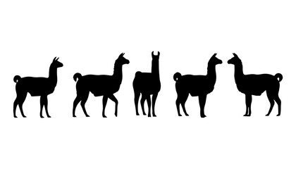 Obraz premium black and white silhouette set of llama very high quality vector illustration.