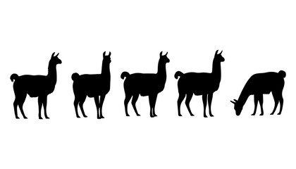 Obraz premium black and white silhouette set of llama very high quality vector illustration.