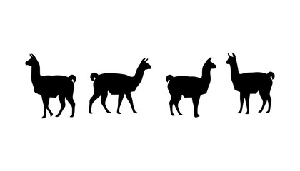 Obraz premium black and white silhouette set of llama very high quality vector illustration.