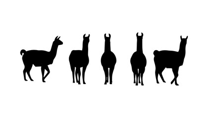 Obraz premium black and white silhouette set of llama very high quality vector illustration.