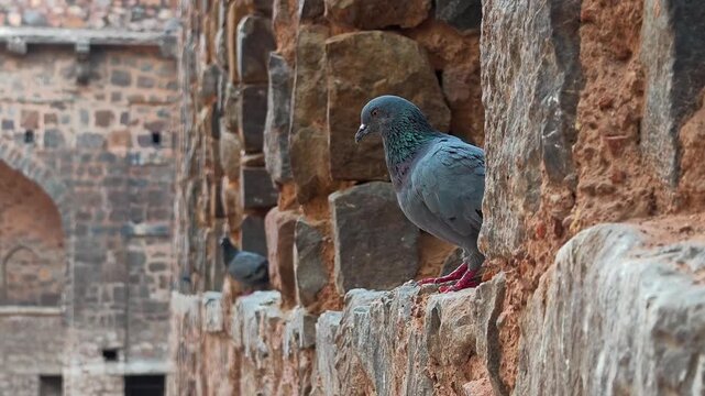 Pigeon perched on ancient stone wall at agrasen ki baoli stepwell in New Delhi, India.