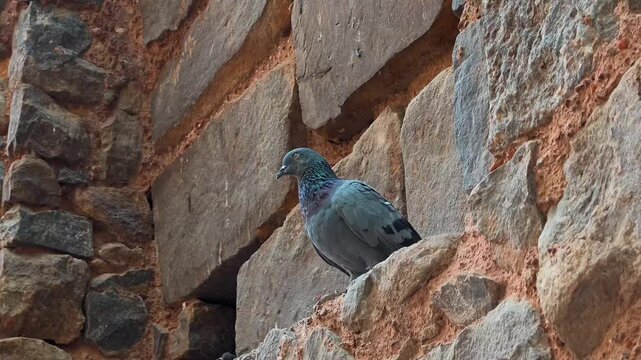 Pigeon perched on ancient stone wall at agrasen ki baoli stepwell in New Delhi, India.