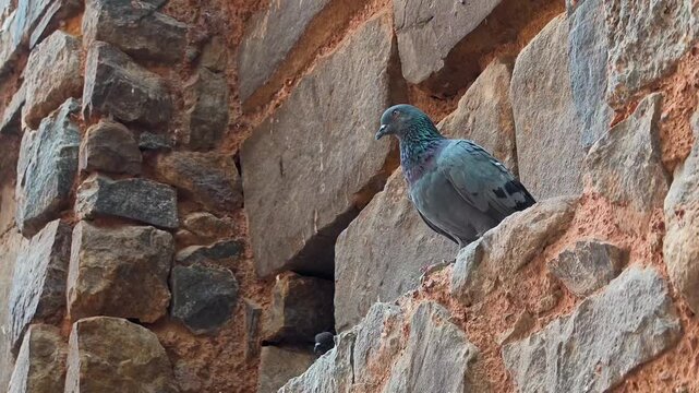 Pigeon perched on ancient stone wall at agrasen ki baoli stepwell in New Delhi, India.