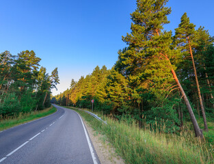 Pine forest road with sunlight, green grass, and clear sky © Sergei
