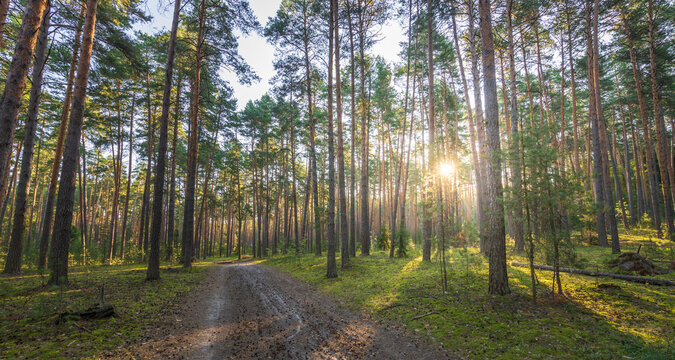 Morning light shines between pine trunks
