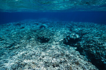 Tropical Coral Reef Sloping into Deep Blue Ocean Water © Satoshi