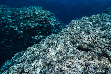 Natural Tropical Reef Ecosystem in Deep Blue Seawater © Satoshi