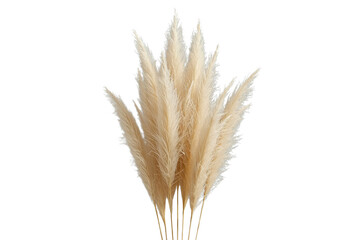 Fototapeta premium Upright bunch of pale beige pampas grass with dense plumes