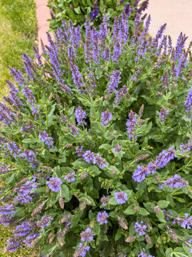 Blooming lavender bush from above