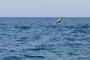 Naklejka premium Wild spinner dolphin leaping out of blue ocean water in Sri Lanka. Action shot of marine mammal jumping high above sea horizon during boat safari tour.