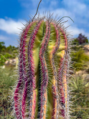 visiting a wonderful park with cactuses and plants near Agia Napa on Cyprus © Johannes