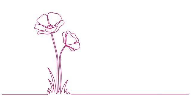 Animated self drawing of continuous line draw Poppy flowers. Full length one line animation. 4K, Minimal fresh beauty natural concept. Home wall decor, poster, tote bag, fabric print. Full length pro.