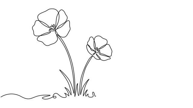 Animated self drawing of continuous line draw Poppy flowers. Full length one line animation. 4K, Minimal fresh beauty natural concept. Home wall decor, poster, tote bag, fabric print. Full length pro.