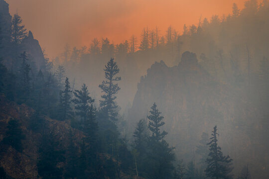 Heavy Smoke and Dead Beetle Killed Trees