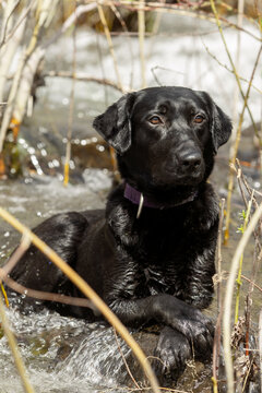 Wet black labrador dog relaxing in a shallow stream