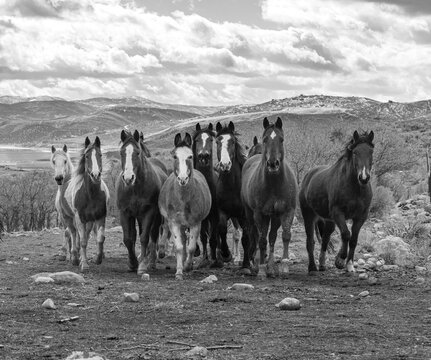 A herd of horses walking towards the camera