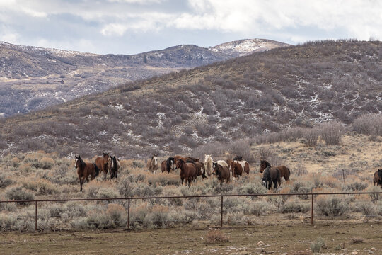 Herd of wild horses in a winter landscape