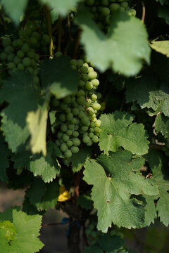 Sunlit green grapes hanging on a leafy vine