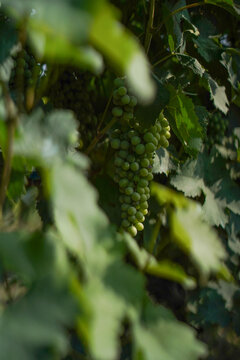 Unripe green grapes growing on a sunlit vine