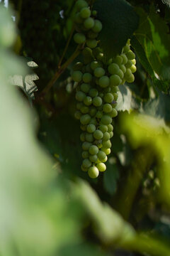Closeup of young green grapes in a vineyard