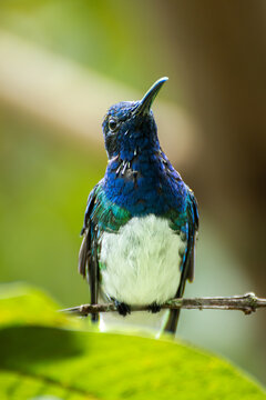White necked jacobin hummingbird perched on a branch