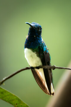 White necked jacobin hummingbird resting on a branch