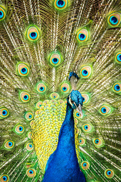 Vibrant blue peacock with its plumage fanned out
