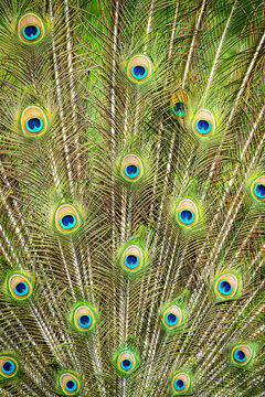 Male peacock showing off vibrant tail feathers