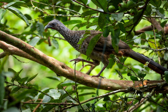 Grey headed chachalaca bird walking on a branch